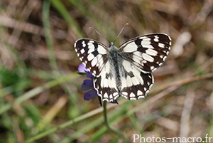 Melanargia lachesis